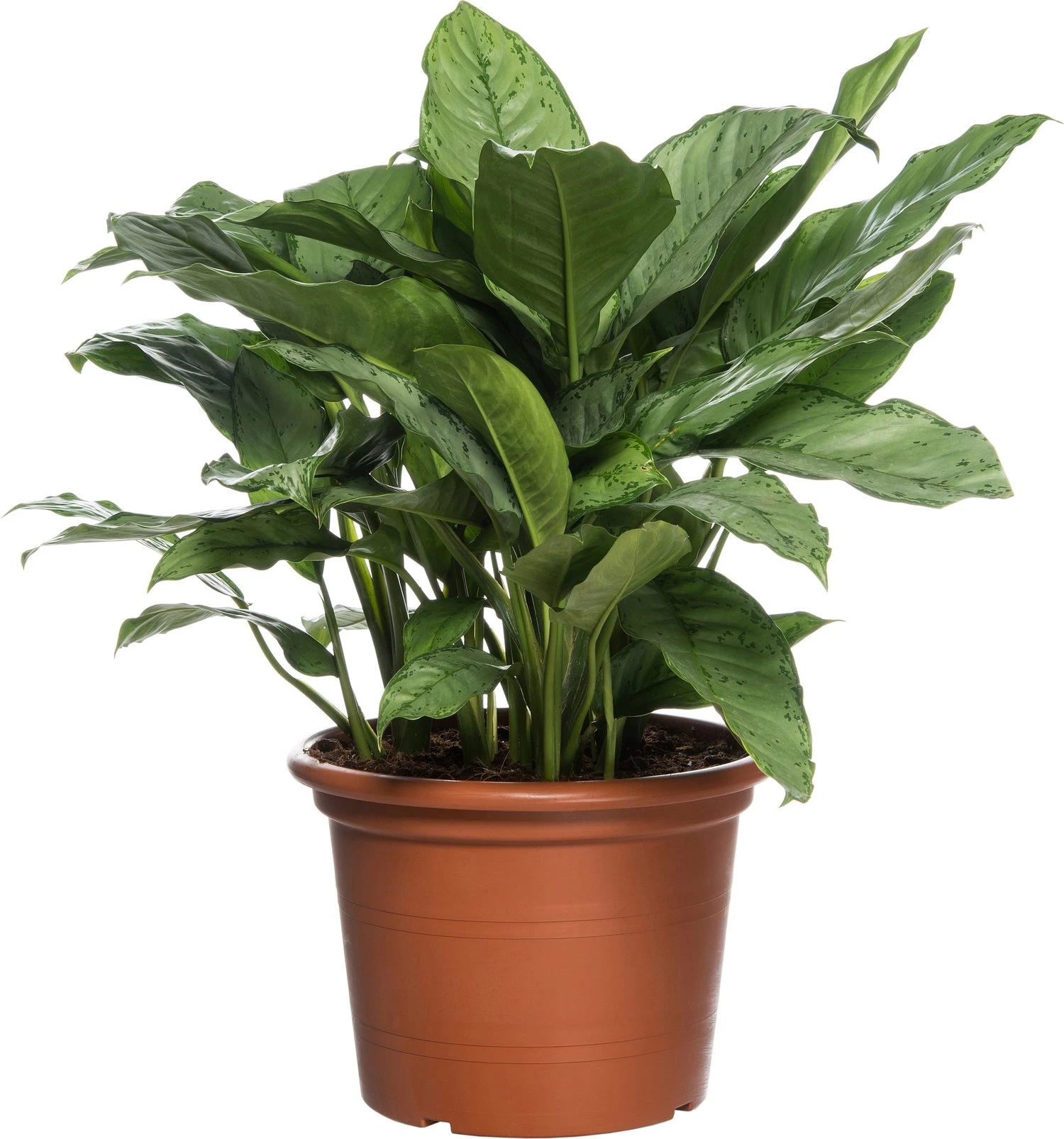 Aglaonema (Aglaonema 'BJ Freedman') D 40 H 80 Cm 1 Aglaonema (Aglaonema 'BJ Freedman') D 40 H 80 Cm