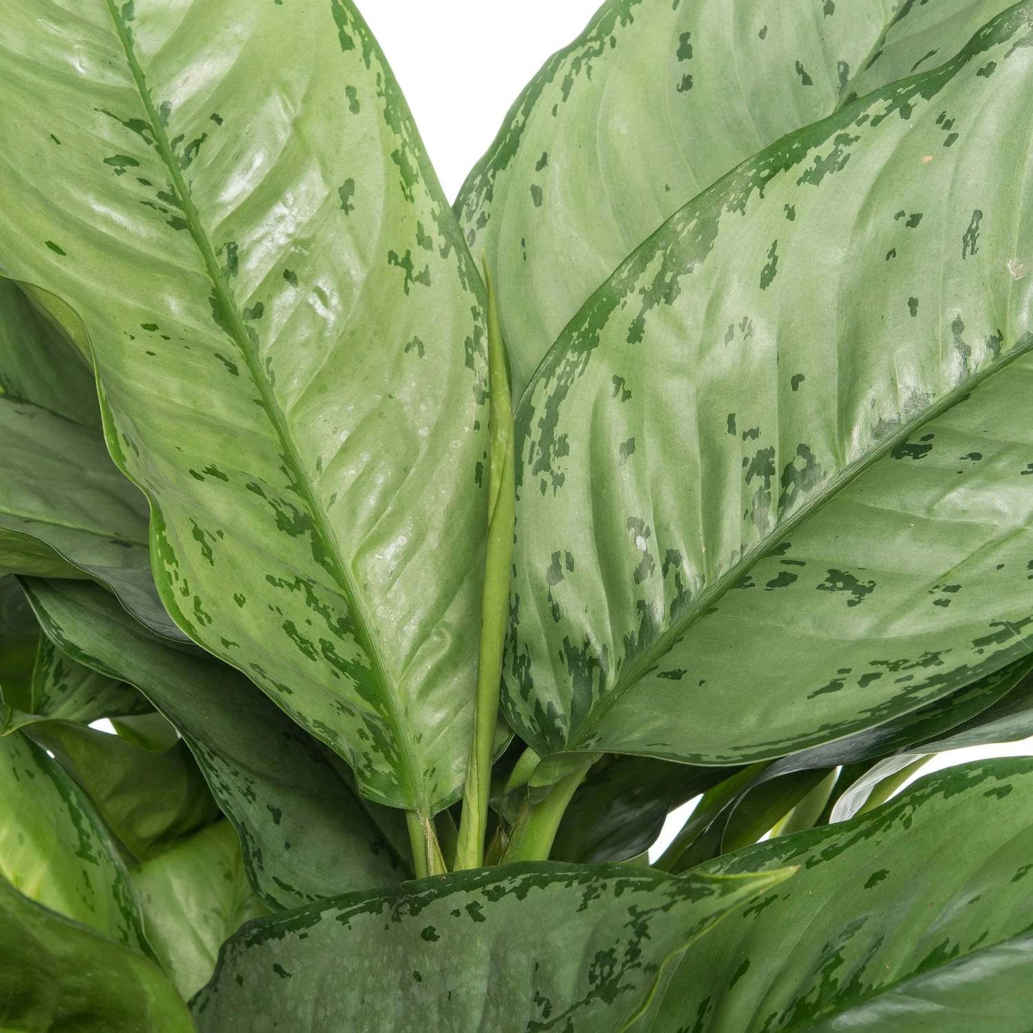 Aglaonema (Aglaonema 'BJ Freedman') D 40 H 80 Cm 2 Aglaonema (Aglaonema 'BJ Freedman') D 40 H 80 Cm - Afbeelding 2