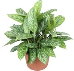 Aglaonema (Aglaonema 'Stripes') D 40 H 70 Cm