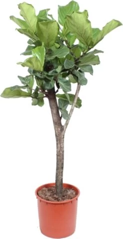 Vioolbladplant Op Stam (Ficus Lyrata) D 34 H 160 Cm