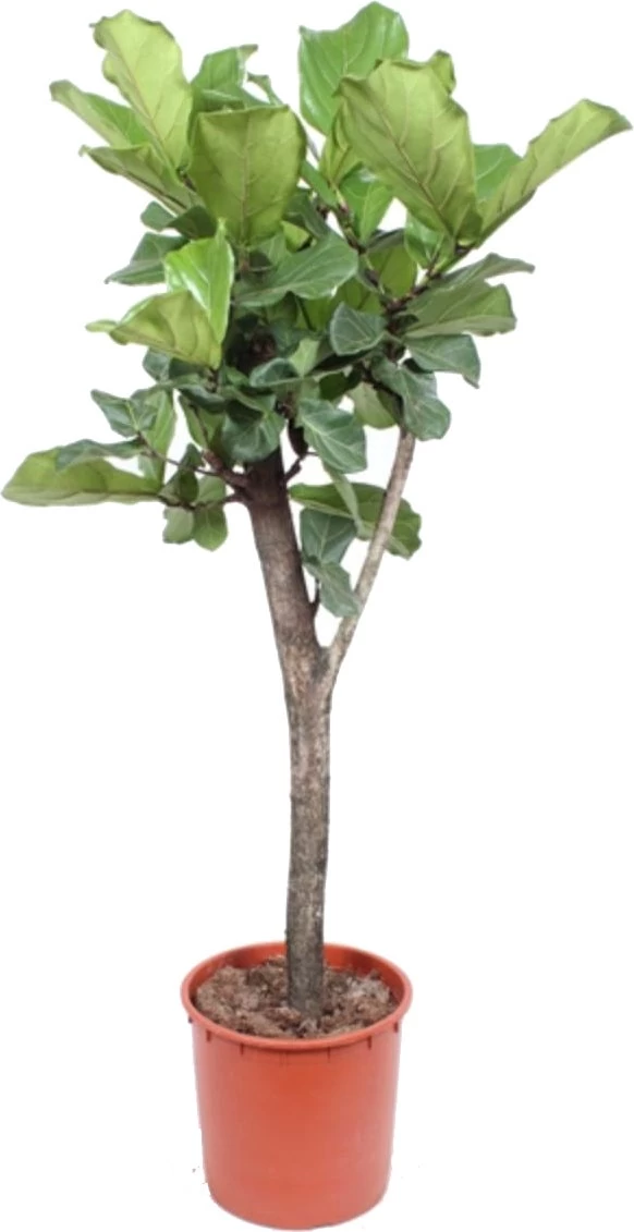 Vioolbladplant Op Stam (Ficus Lyrata) D 34 H 160 Cm 1 Vioolbladplant Op Stam (Ficus Lyrata) D 34 H 160 Cm