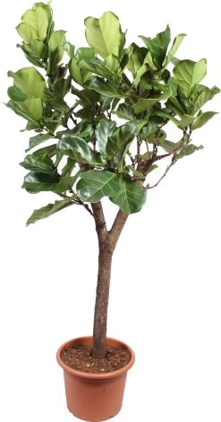 Vioolbladplant Op Stam (Ficus Lyrata) D 55 H 270 Cm