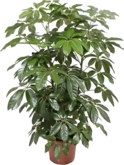 Vingersboom (Schefflera Actinophylla 'Amate') D 45 H 200 Cm