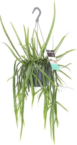 Bladcactus (Lepismium Bolivianum) D 17 H 40 Cm