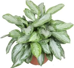 Aglaonema (Aglaonema 'Silver Bay') D 40 H 70 Cm
