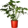 Philodendron (Philodendron 'Fun Bun') D 24 H 110 Cm