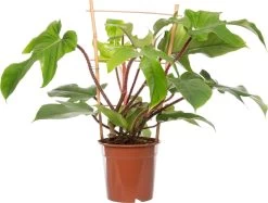 Philodendron (Philodendron Squamiferum) Met Rek D 17 H 60 Cm