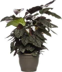 Calathea (Calathea Ornata) D 27 H 85 Cm