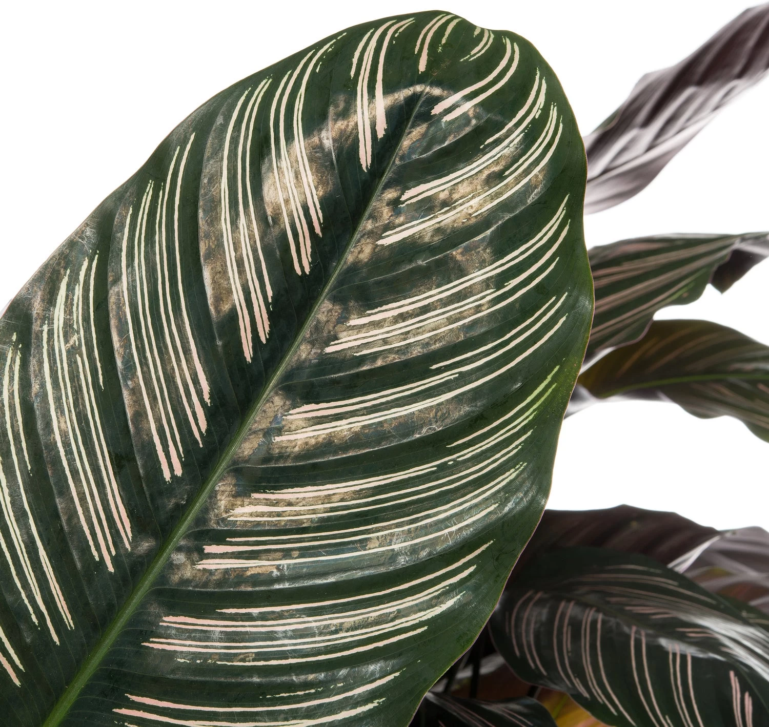 Calathea (Calathea Ornata) D 27 H 85 Cm 2 Calathea (Calathea Ornata) D 27 H 85 Cm - Afbeelding 2