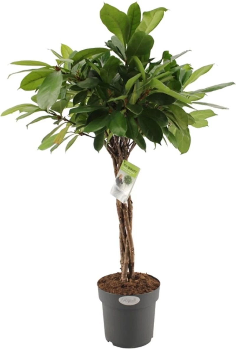 Groene Vijg (Ficus Cyathistipula) D 24 H 100 Cm 1 Groene Vijg (Ficus Cyathistipula) D 24 H 100 Cm