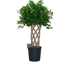 Vijgenboom Gevlochten Mat (Ficus Microcarpa 'Moclame') D 27 H 110 Cm