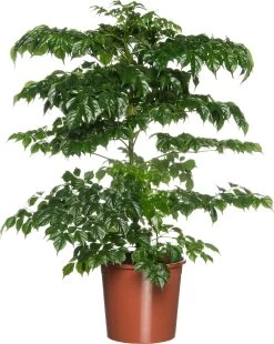China-doll-plant (Radermachera Sinica) D 24 H 70 Cm