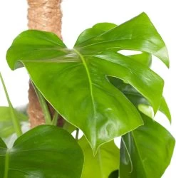 Gatenplant Op Mosstok (Monstera Pertusum) D 24 H 120 Cm -Kortingswinkel Voor Kamerplanten 8717263549116 2 1