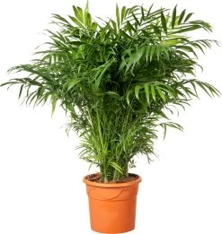 Bergpalm (Chamaedorea Elegans) D 20 H 80 Cm