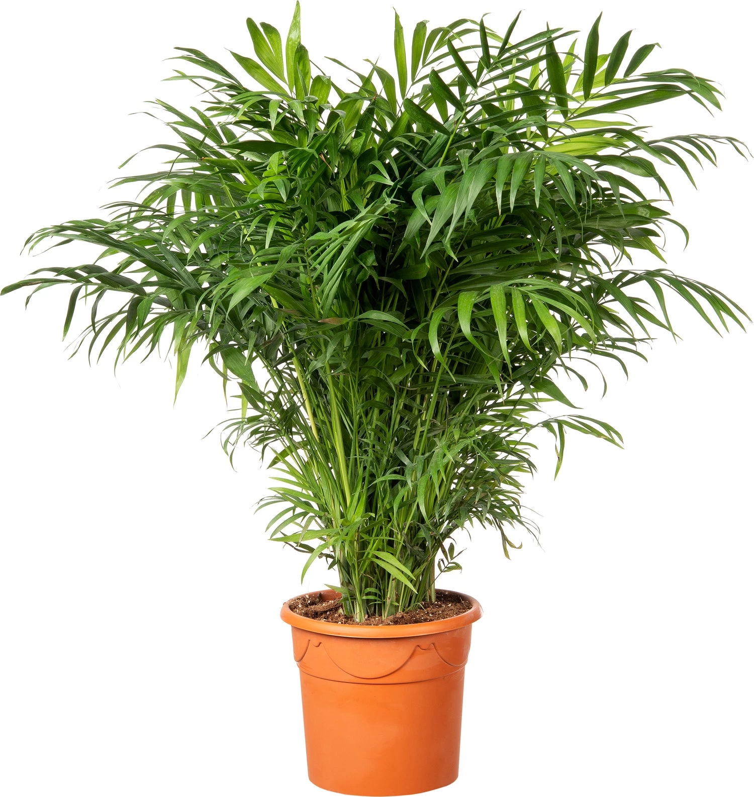 Bergpalm (Chamaedorea Elegans) D 20 H 80 Cm 2 Bergpalm (Chamaedorea Elegans) D 20 H 80 Cm - Afbeelding 2