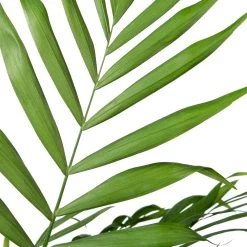 Bergpalm (Chamaedorea Elegans) D 20 H 80 Cm 5 Bergpalm (Chamaedorea Elegans) D 20 H 80 Cm -Kortingswinkel Voor Kamerplanten 8717263549321 2 1