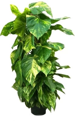 Scindapsus Op Mosstok (Epipremnum Pinnatum 'Aureum') D 20 H 100 Cm