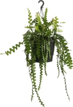 Zaagcactus (Epiphyllum Anguliger) D 25 H 60 Cm