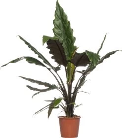 Alocasia (Alocasia 'Lauterbachiana') D 19 H 75 Cm
