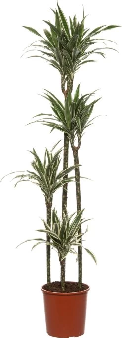 Drakenbloedboom (Dracaena Fragrans (D) 'White Stripe') D 27 H 180 Cm