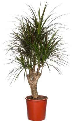 Drakenbloedboom (Dracaena Marginata 'Magenta') D 27 H 120 Cm