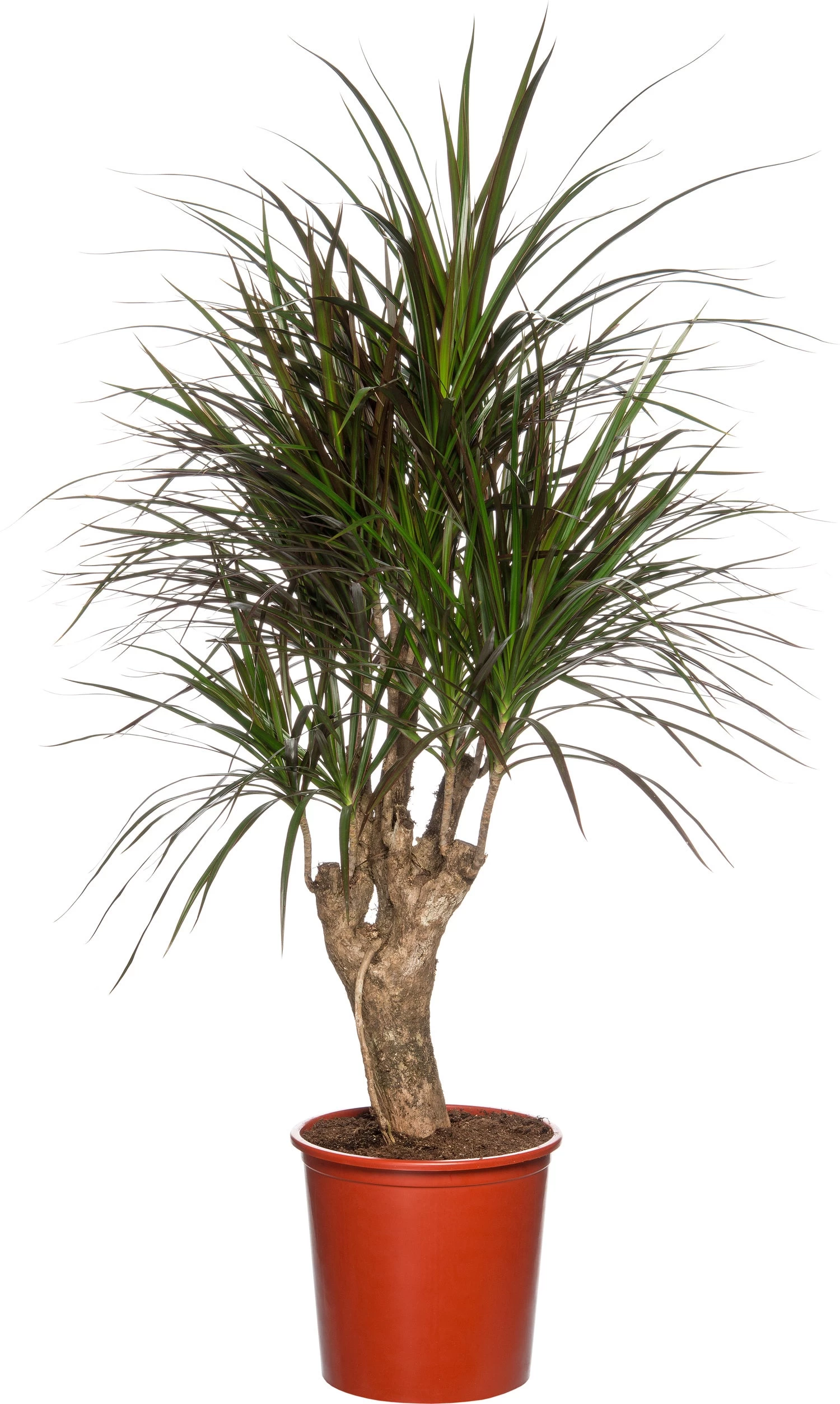 Drakenbloedboom (Dracaena Marginata 'Magenta') D 27 H 120 Cm 1 Drakenbloedboom (Dracaena Marginata 'Magenta') D 27 H 120 Cm