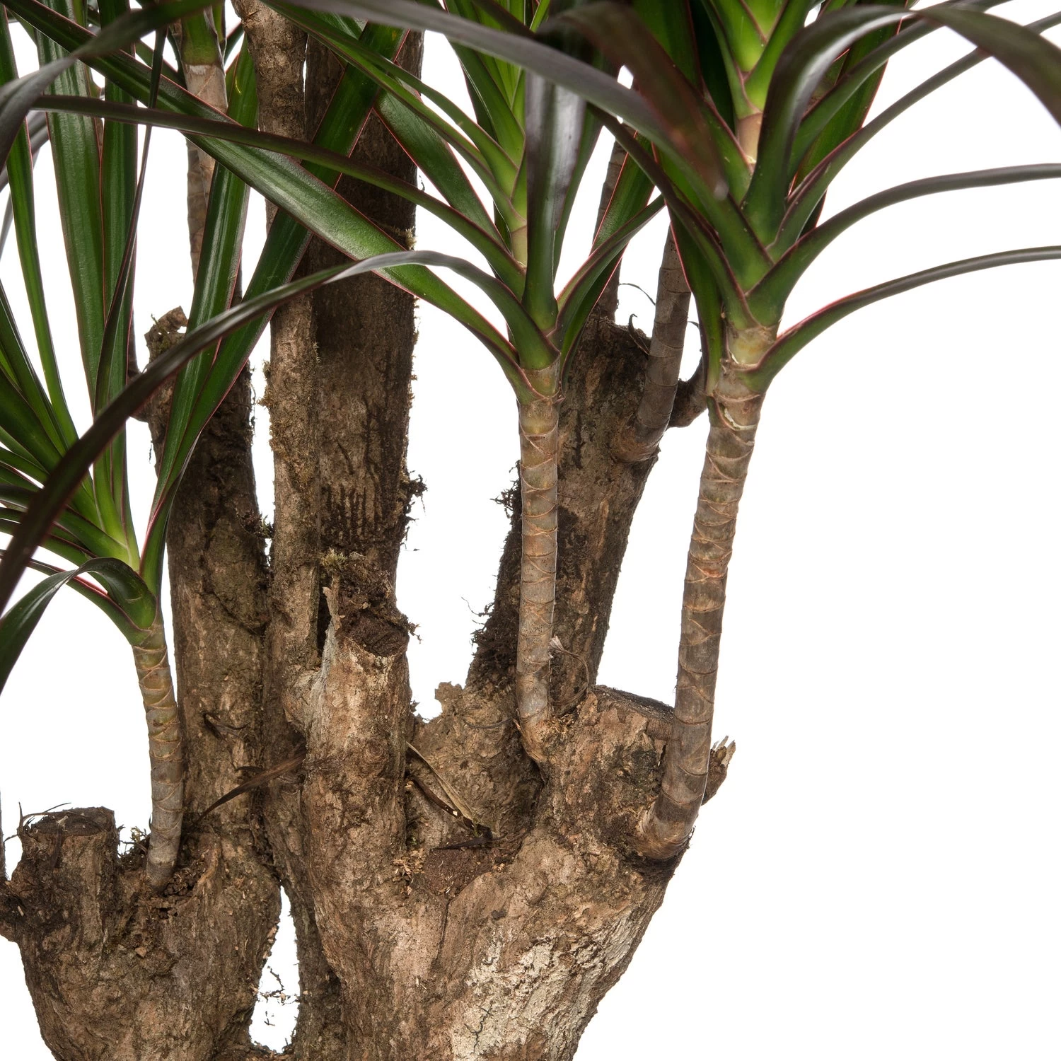 Drakenbloedboom (Dracaena Marginata 'Magenta') D 27 H 120 Cm 2 Drakenbloedboom (Dracaena Marginata 'Magenta') D 27 H 120 Cm - Afbeelding 2