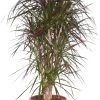 Drakenbloedboom Vertakt (Dracaena Marginata 'Magenta') D 32 H 150 Cm
