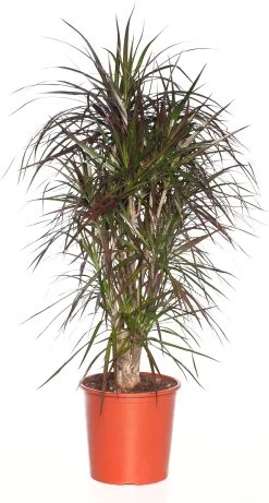 Drakenbloedboom Vertakt (Dracaena Marginata 'Magenta') D 32 H 150 Cm