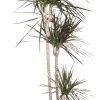 Drakenbloedboom (Dracaena Marginata 'Magenta') D 24 H 150 Cm