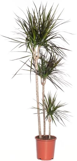 Drakenbloedboom (Dracaena Marginata 'Magenta') D 24 H 150 Cm