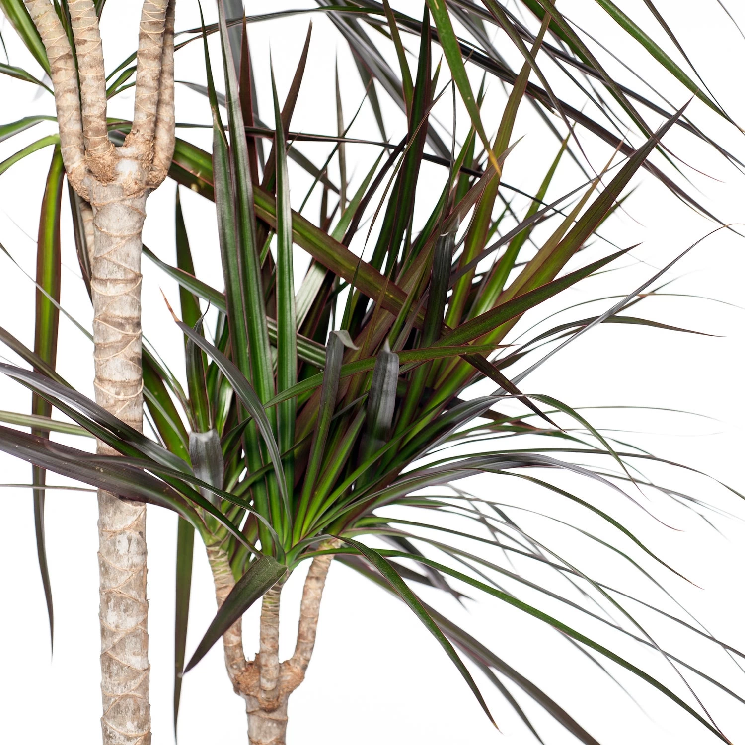 Drakenbloedboom (Dracaena Marginata 'Magenta') D 24 H 150 Cm 2 Drakenbloedboom (Dracaena Marginata 'Magenta') D 24 H 150 Cm - Afbeelding 2