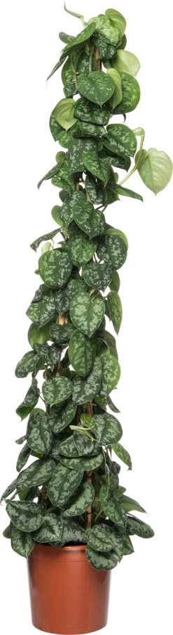 Scindapsus (Epipremnum Pictus 'Trebie') D 24 H 110 Cm