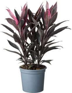 Geluksplant (Cordyline Fruticosa 'Tango') D 19 H 60 Cm