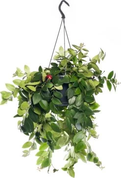 Lippenstiftplant (Aeschynanthus 'Mona Lisa') D 15 H 45 Cm