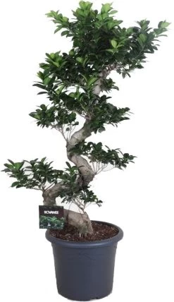 Chinese Vijg (Ficus Microcarpa 'Ginseng') D 40 H 140 Cm
