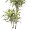Drakenbloedboom (Dracaena Fragrans 'Surprise') D 19 H 90 Cm