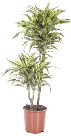 Drakenbloedboom (Dracaena Fragrans 'Surprise') D 19 H 90 Cm