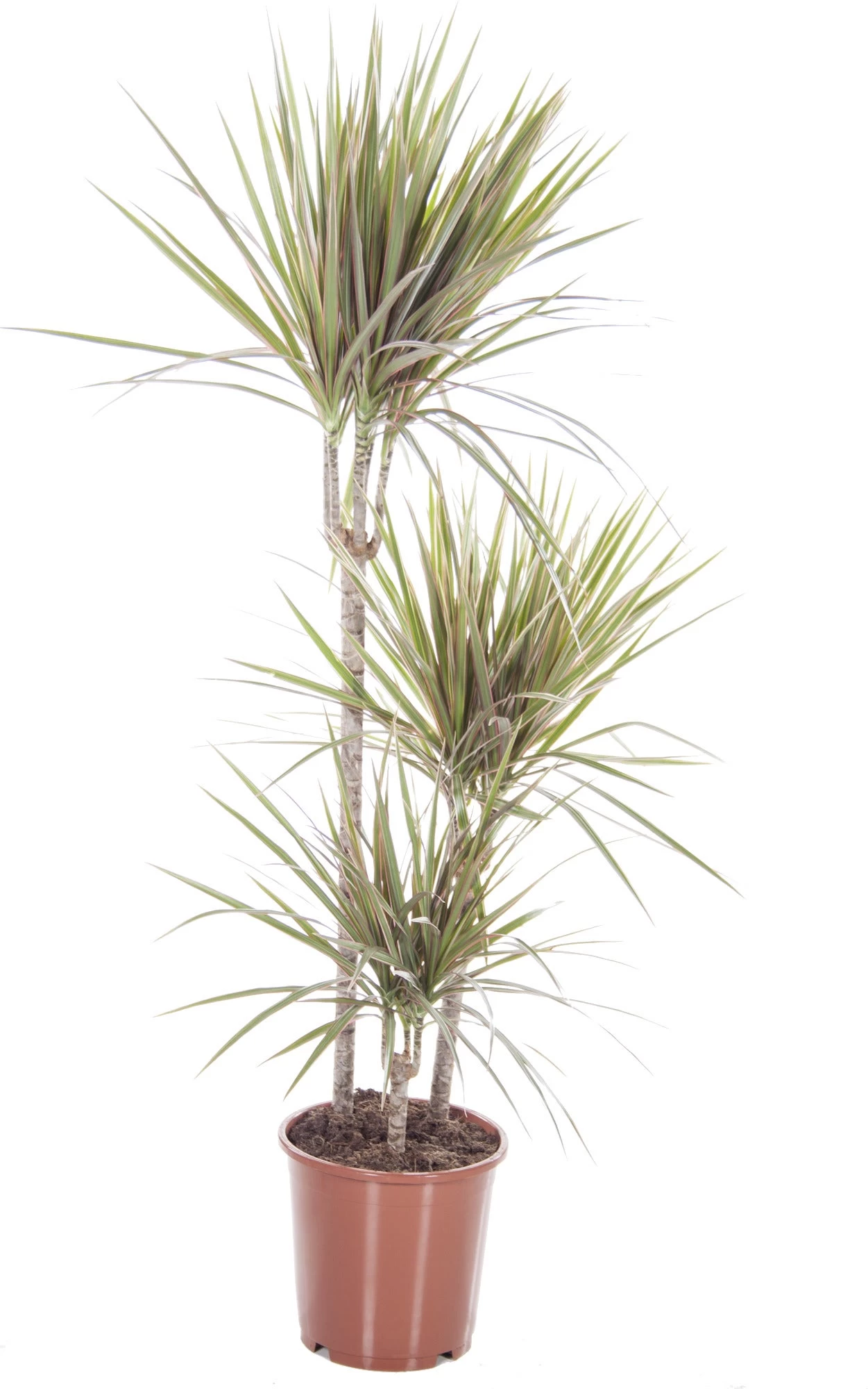 Drakenbloedboom (Dracaena Marginata 'Bicolor') D 21 H 120 Cm 1 Drakenbloedboom (Dracaena Marginata 'Bicolor') D 21 H 120 Cm
