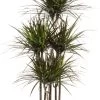 Drakenbloedboom (Dracaena Marginata 'Magenta') D 32 H 150 Cm