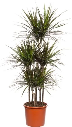 Drakenbloedboom (Dracaena Marginata 'Magenta') D 32 H 150 Cm