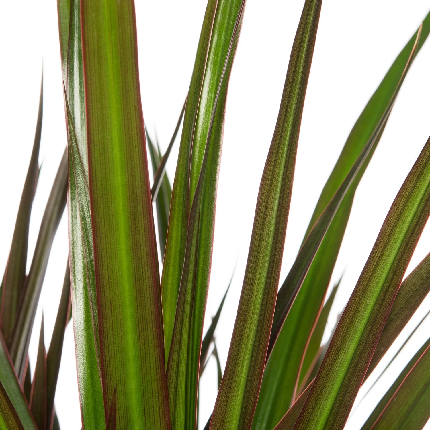 Drakenbloedboom (Dracaena Marginata 'Magenta') D 32 H 150 Cm 2 Drakenbloedboom (Dracaena Marginata 'Magenta') D 32 H 150 Cm - Afbeelding 2