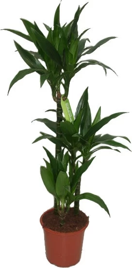 Drakenbloedboom (Dracaena Fragrans 'Janet Craig') D 21 H 115 Cm 1 Drakenbloedboom (Dracaena Fragrans 'Janet Craig') D 21 H 115 Cm