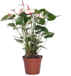 Flamingoplant (Anthurium Andrianum 'Princes Amalia Elegance') D 17 H 50 Cm