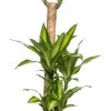 Drakenbloedboom (Dracaena Fragrans 'Massangeana') D 24 H 125 Cm