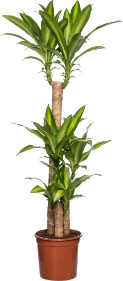 Drakenbloedboom (Dracaena Fragrans 'Massangeana') D 24 H 125 Cm