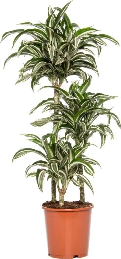Drakenbloedboom (Dracaena Fragrans (D) 'Jade Jewel') D 21 H 95 Cm