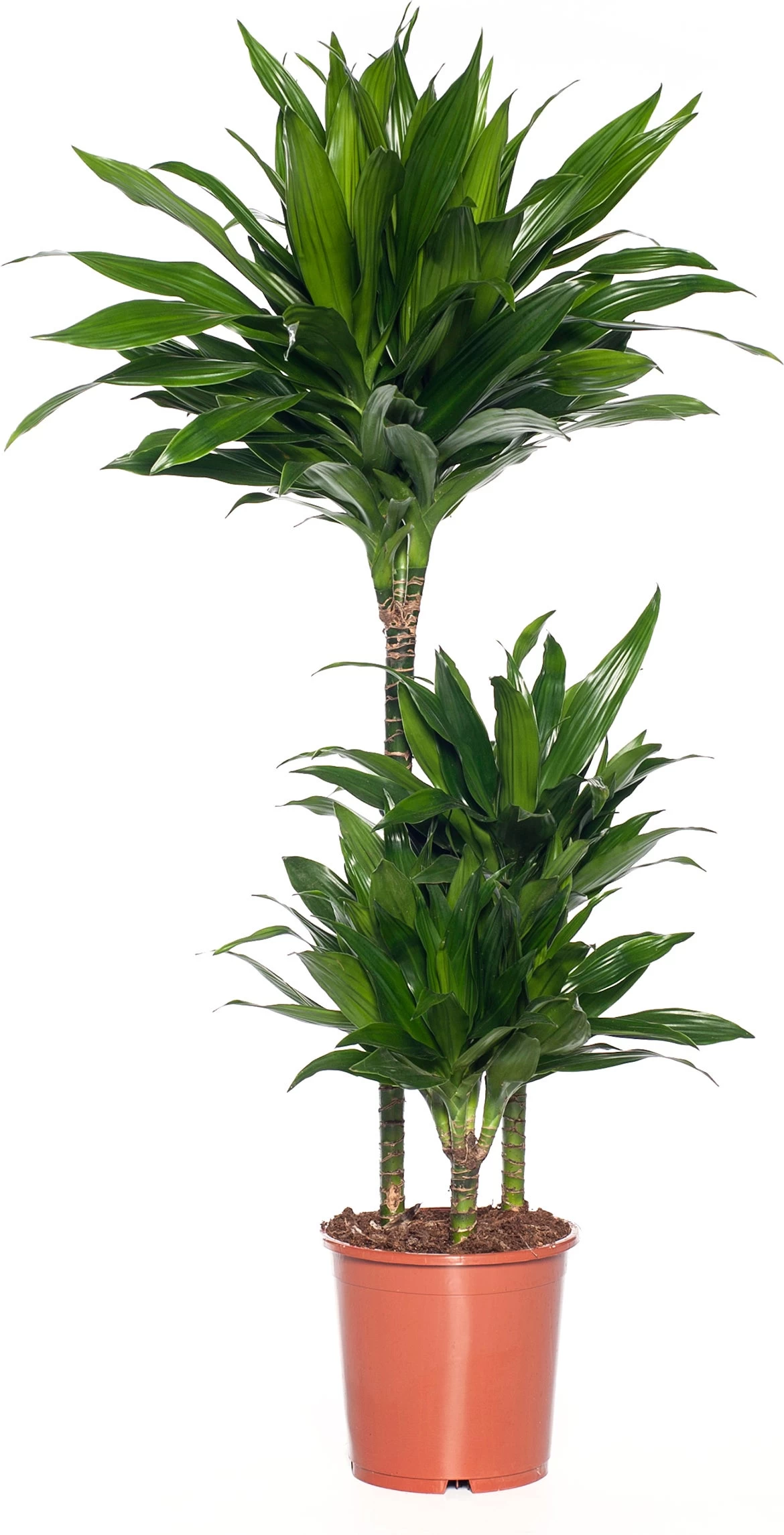 Drakenbloedboom (Dracaena Fragrans (C) 'Green Jewel') D 21 H 100 Cm 1 Drakenbloedboom (Dracaena Fragrans (C) 'Green Jewel') D 21 H 100 Cm