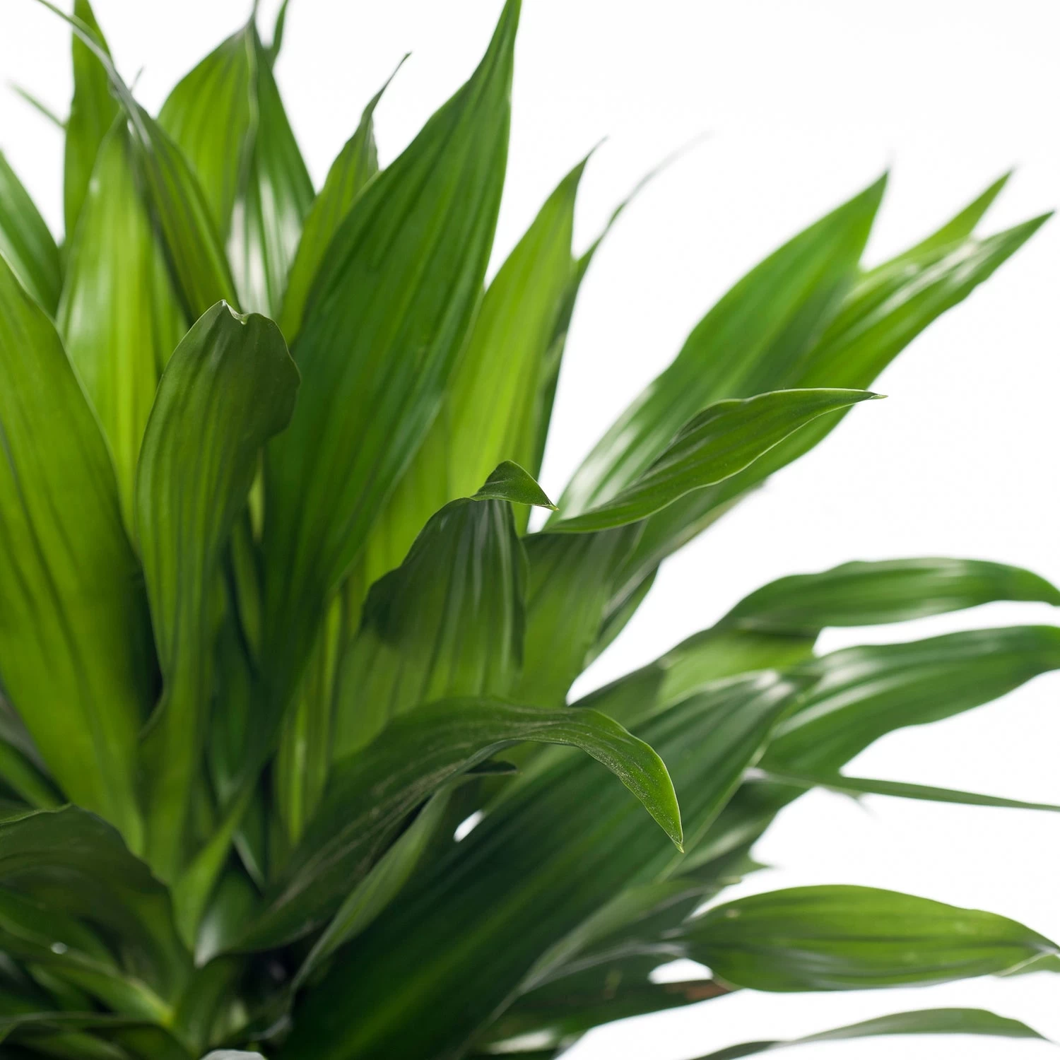 Drakenbloedboom (Dracaena Fragrans (C) 'Green Jewel') D 21 H 100 Cm 2 Drakenbloedboom (Dracaena Fragrans (C) 'Green Jewel') D 21 H 100 Cm - Afbeelding 2