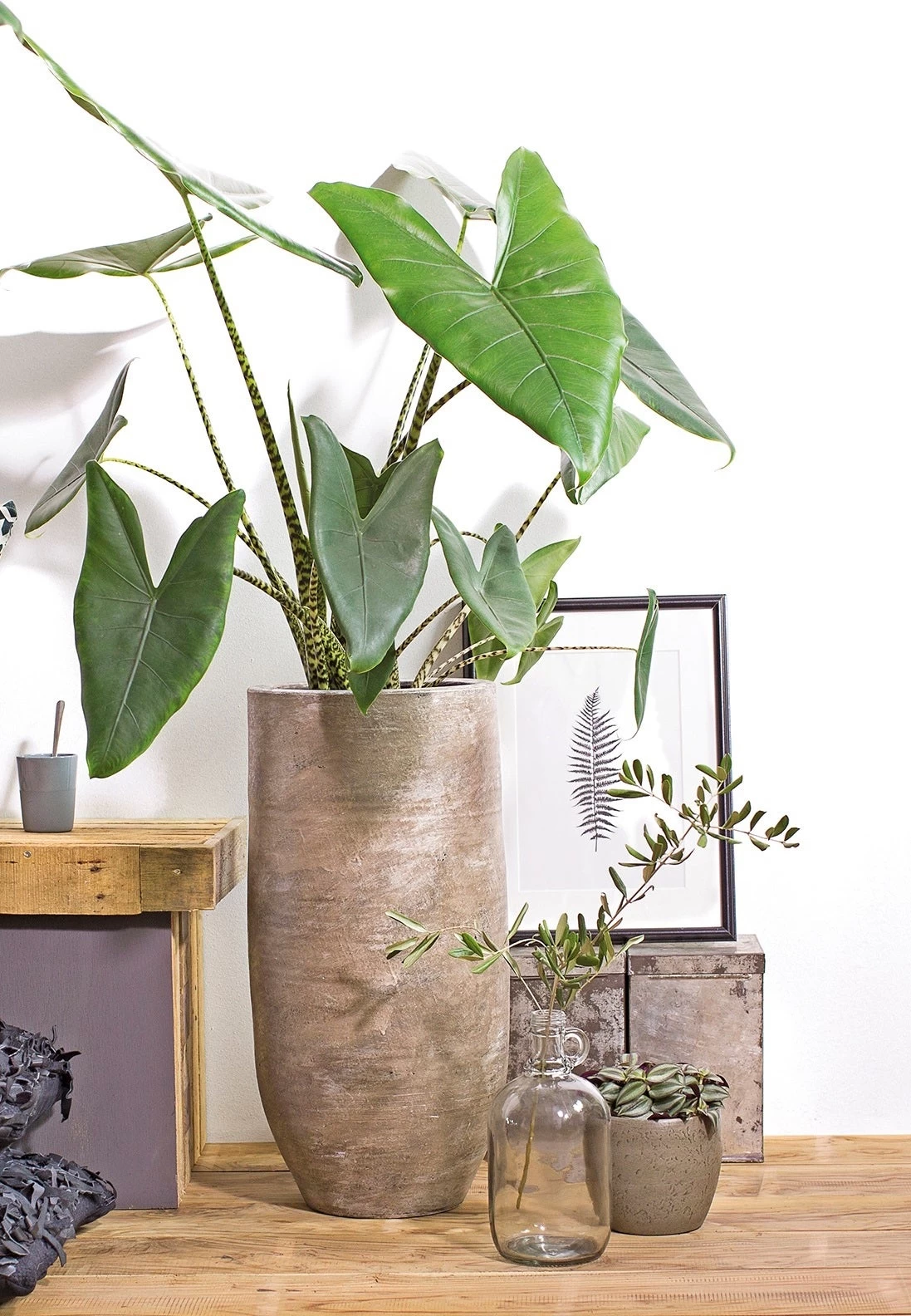 Olifantsoor (Alocasia 'Zebrina') D 24 H 90 Cm 2 Olifantsoor (Alocasia 'Zebrina') D 24 H 90 Cm - Afbeelding 2